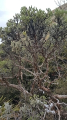 Brachyglottis cassinioides