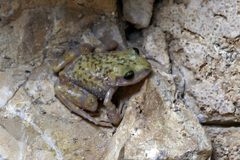 Spotted Chirping Frog photo 3