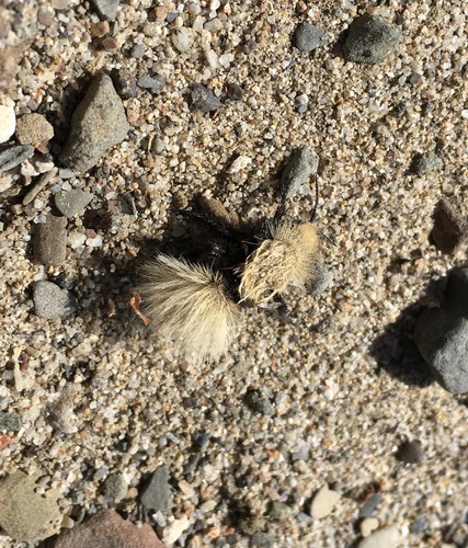 iNaturalist observation photo of Sacken's Velvet Ant