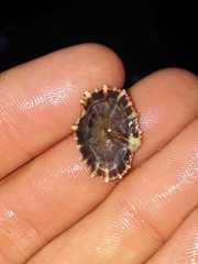 Siphonaria denticulata