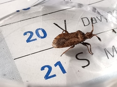 Strobilotoma typhaecornis