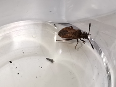 Strobilotoma typhaecornis