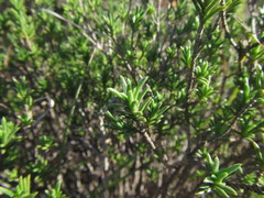 Pteronia elongata