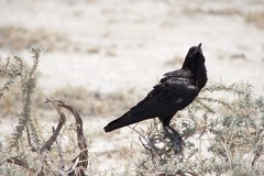 Corvus capensis capensis