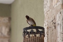 Pycnonotus nigricans