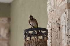 Pycnonotus nigricans