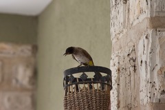 Pycnonotus nigricans