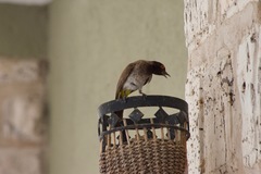 Pycnonotus nigricans