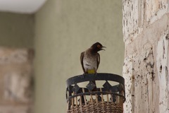 Pycnonotus nigricans