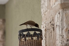 Pycnonotus nigricans