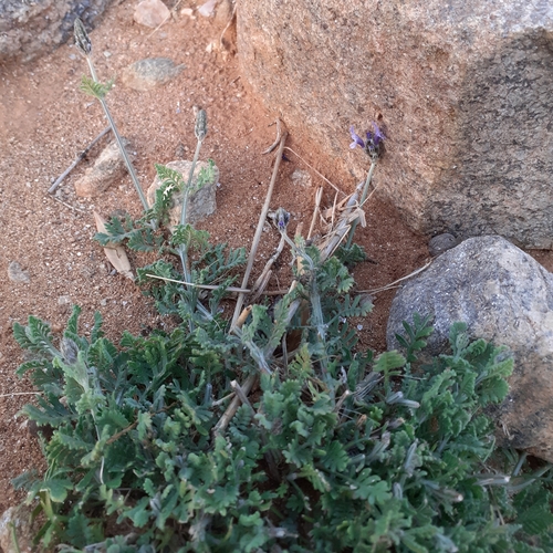 Lavandula multifida iNat (2)