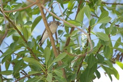 Crithagra atrogularis