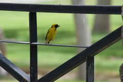 Ploceus velatus caurinus