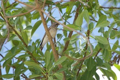 Crithagra atrogularis