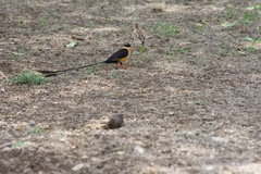 Vidua regia