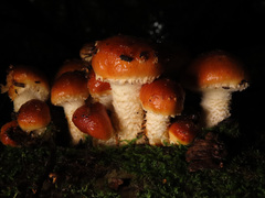 Pholiota lubrica
