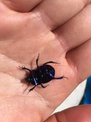 Trypocopris vernalis