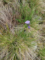 Veronica bellidioides