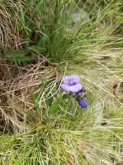 Veronica bellidioides