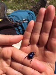 Trypocopris vernalis