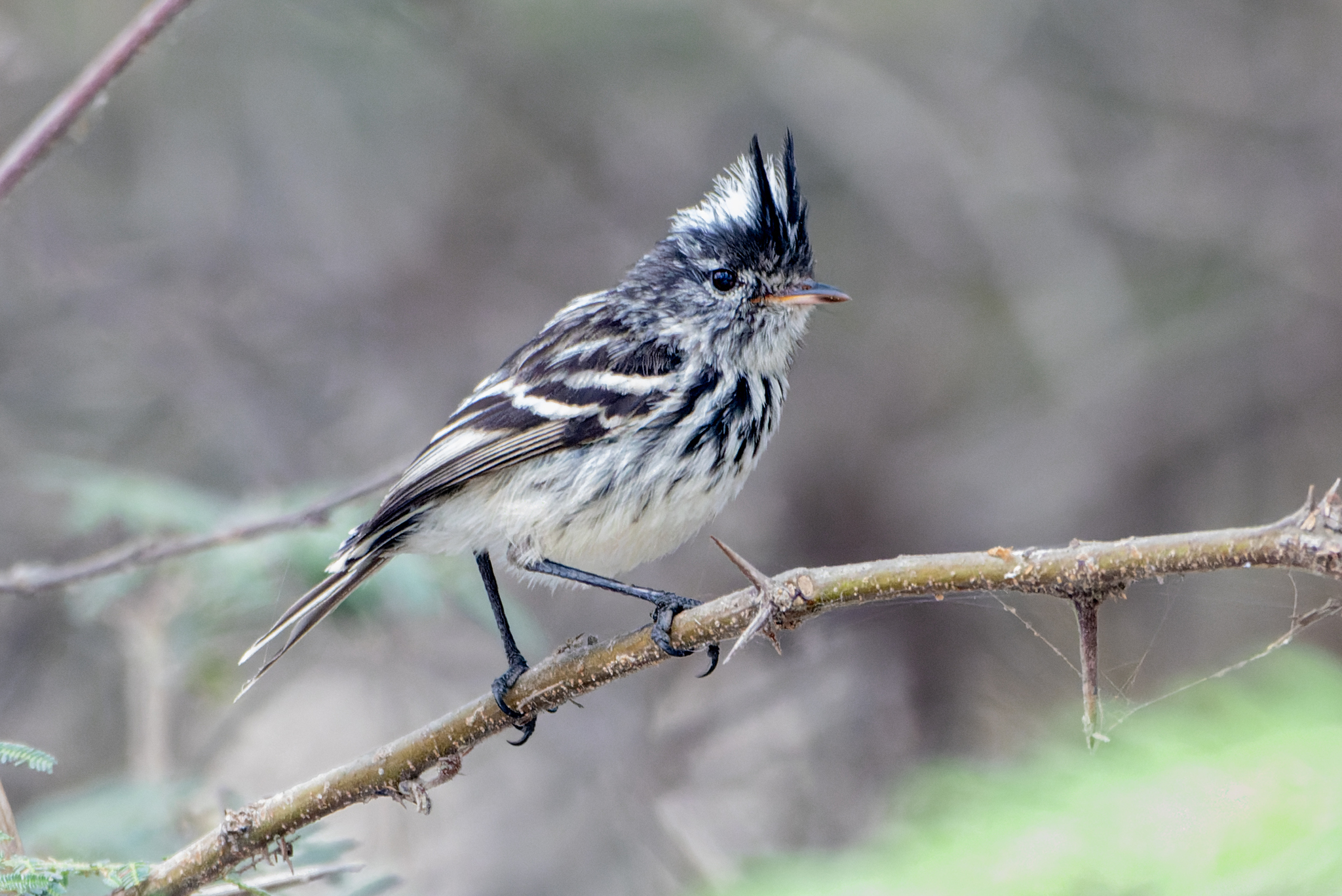 Pied-crested Tit-Tyrant (Anairetes reguloides), photo 9