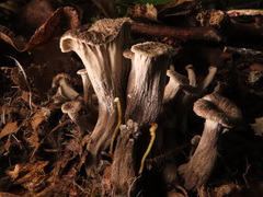Craterellus cinereus
