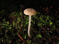 Bolbitius pluteoides