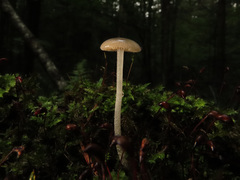 Bolbitius pluteoides