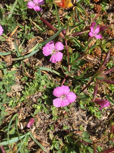 Mountain pink dianthus (Dianthus myrtinervius)