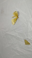 Gandaritis pyraliata