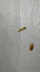 Nyctegretis lineana