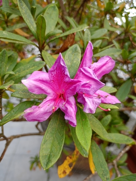 Rhododendron simsii — ảnh 3