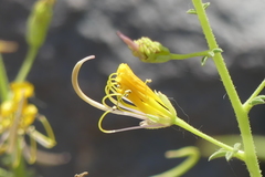 Cleome foliosa