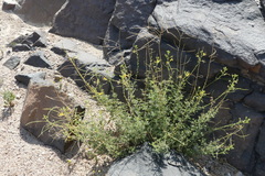 Cleome foliosa