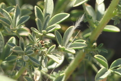 Cleome foliosa