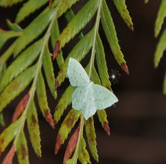 Maxates centrophylla