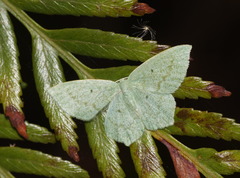 Maxates centrophylla