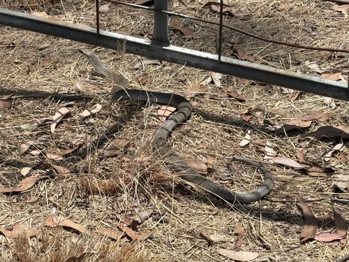 Eastern Brown Snake sighting