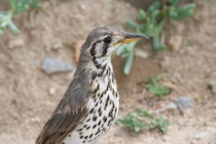 Turdus litsitsirupa