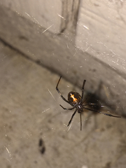 Latrodectus hesperus