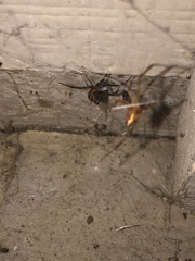 Latrodectus hesperus