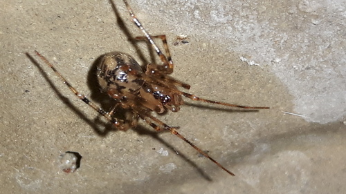Cave spider, Opeinde, Nederland, photo 4 of 10