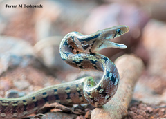 Coelognathus helena
