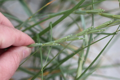Elymus athericus
