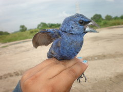Passerina caerulea