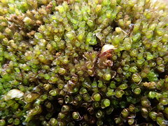 Jungermannia exsertifolia