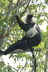 Colobus angolensis ruwenzorii