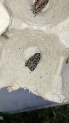 Sideridis reticulata