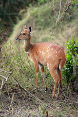 Tragelaphus scriptus bor