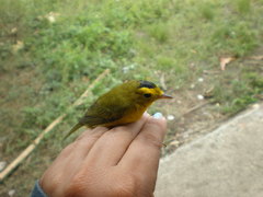 Cardellina pusilla